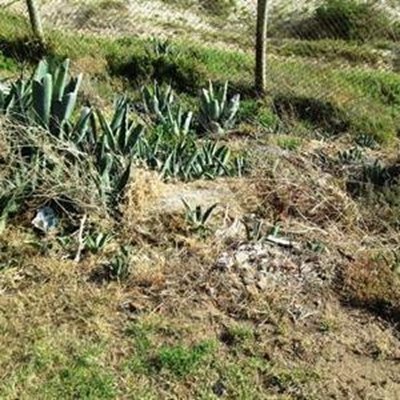 Vraag en aanbod bepaal woonwa-tariewe