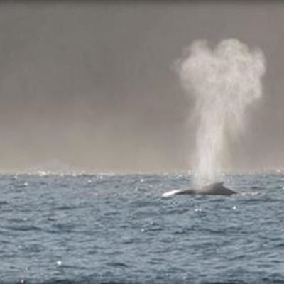 The gentle giants of the sea