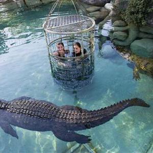 Cango Wildlife Ranch Crocodile Cage Diving | DIY CRAFT