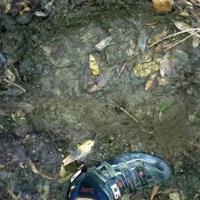 Recent traces of elephants discovered