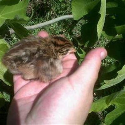 Guinea hens' keets saved