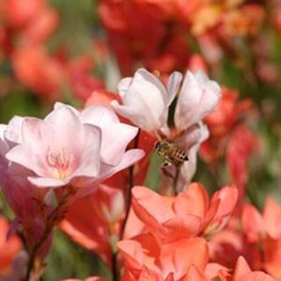 There’s no place like home - indigenous bulbs