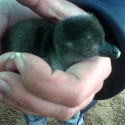 SAPREC celebrates first hatchling