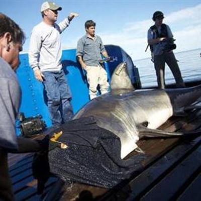 OCEARCH completes shark research 