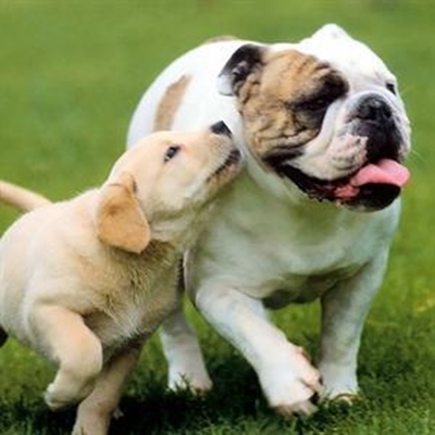 More about rabies