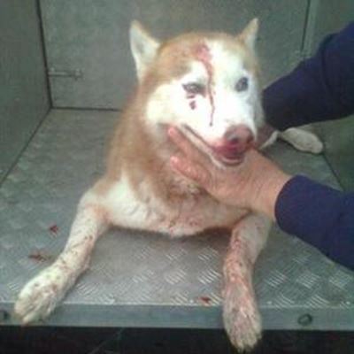 Hond kry (on)verdiende mokerhou