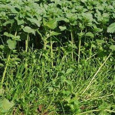 Problem weeds in pastures
