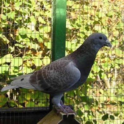 Posduifklubs-uitslae