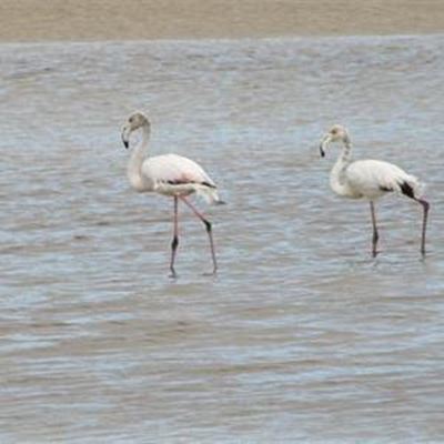 Flaminke opgemerk by Goukourivier