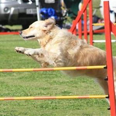 Four-legged agility
