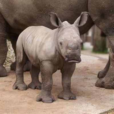 Potographers support rhino conservation