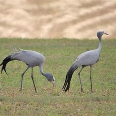 Our Royal birds