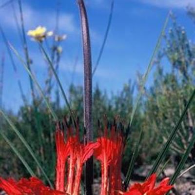 Hoe kry die rotsterplant sy stert?