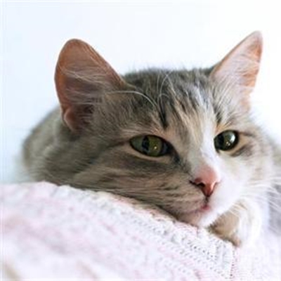 Katliefhebbers bieg