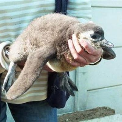 Penguin Storm in the news again
