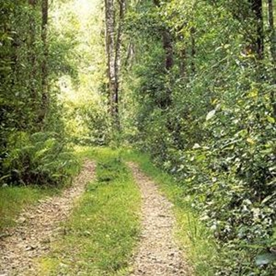 A trip down a forest lane