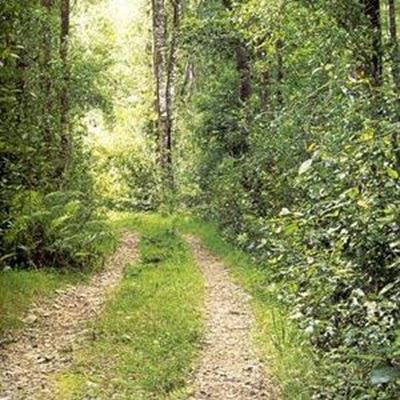 A trip down a forest lane