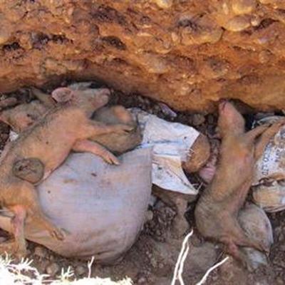 Opvolg: Elke vark vir homself