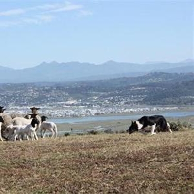 Sheepdogs & handlers tested in Knysna