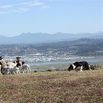 Sheepdogs & handlers tested in Knysna