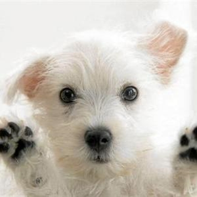 Lisensiëer jou hond nou