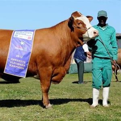 Skou lok meer as 8 000