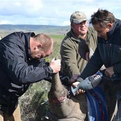 Suid-Kaap renosters se horings verwyder