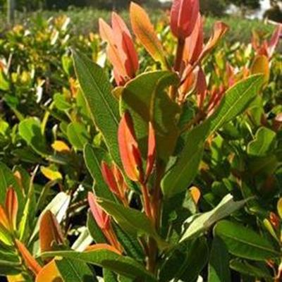 1 to 7 Sept is National Arbor Week
