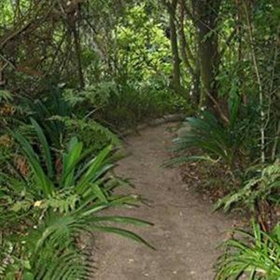 Indigenous tree sale at Pledge