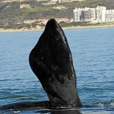How to identify whales and dolphins