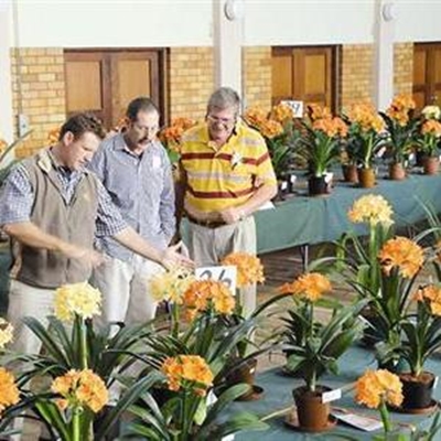 GARDEN ROUTE CLIVIA CLUB: Friendly rivalry adds spice