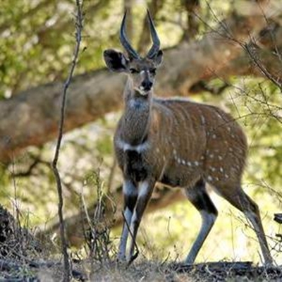 Bosbokke: CapeNature maak stem dik