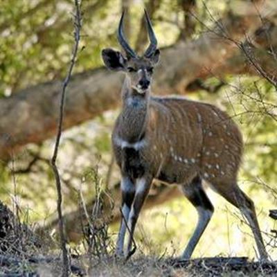 Bosbokke: CapeNature maak stem dik