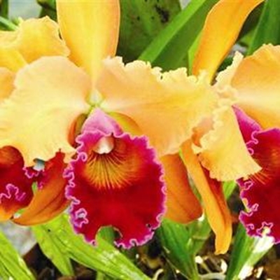 Magical orchids at Spring show