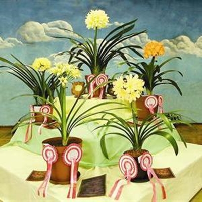 Laat die clivia-gogga jou byt