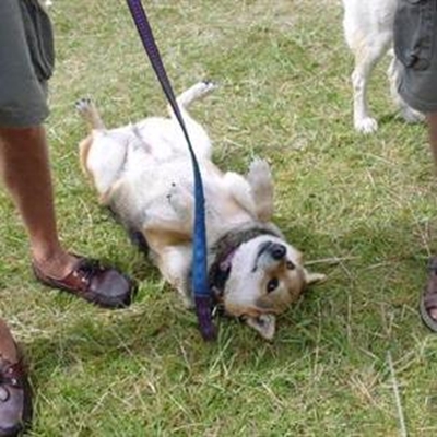 Something to bark about