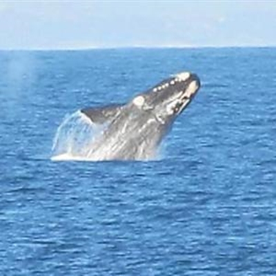 Opvolg: Walvisse speel in die baai