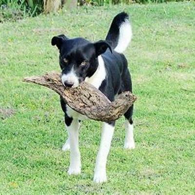 Kom spog môre met jou hond