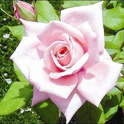 Tuiniers skud vere reg vir blommeskou