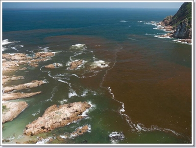 Do not panic about E. coli or red tide