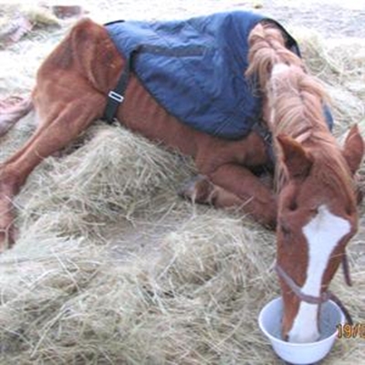 Horse owner too cruel to care