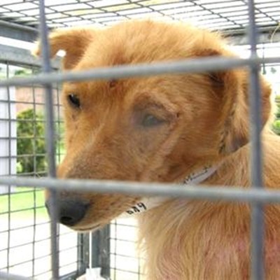 Sterilisation campaign great success