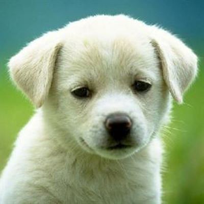 Make your love of animals official