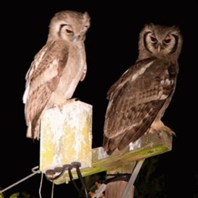 Keep your peepers peeled for these non-hooters