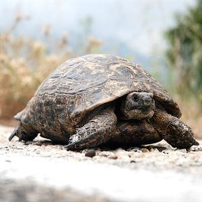 Look out for the tortoises!