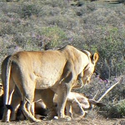 Leeus los in Karoo!
