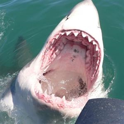 Marine scientist talks about Great White