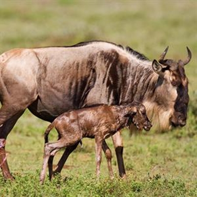 Wildlife in pictures for Keegan