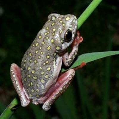 Listen out for frog's whistle in Western Cape