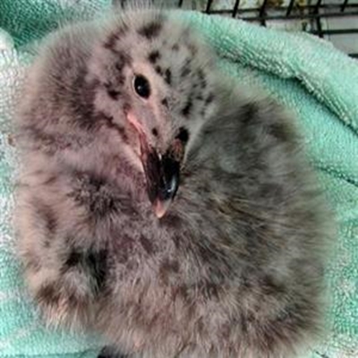 Youngster reared to join other Nelsons
